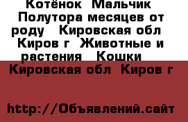 Котёнок. Мальчик. Полутора месяцев от роду - Кировская обл., Киров г. Животные и растения » Кошки   . Кировская обл.,Киров г.